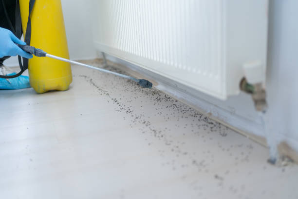 Best Rat Extermination Near Me  in Odessa, FL